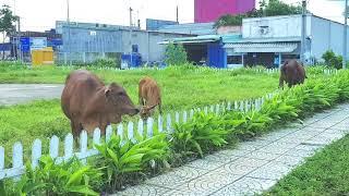 Peaceful scene : Cows grazing on a green field #tphcm #kieunyttti #kieunyvlog