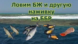 Русская Рыбалка 3.99 (Russian Fishing) Большой живец на ББР