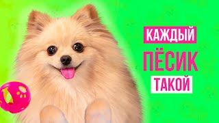 КАЖДЫЙ ПЕСИК ТАКОЙ | СКЕТЧ