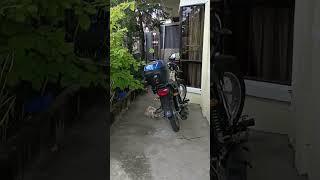  Stray Cat ORANGE  PHILIPPINES #shorts