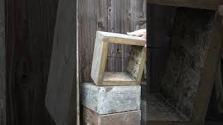 Paper Wasp Nest Found Inside Bee Hive with Many Pupae