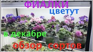 AFRICAN VIOLETS are blooming! Types reviews. ФИАЛКИ цветут в декабре. Обзор сортов.