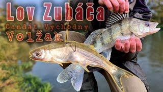 Lov Zubáča Volžského/Candát Východní/Lov na Filet z Rybky/Lov na Prívlač/#raubfisch #zander