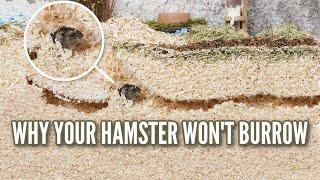 Why Your Hamster WON'T Burrow