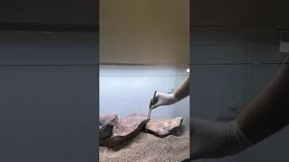 3ft Planted Tank Setup for Angel Fish