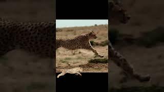 Cheetah hunts wildebeest #cheetah