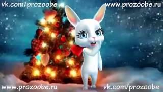 Подругу С Новым Годом!  Красивое поздравление от ZOOBE Зайки Домашней Хозяйки