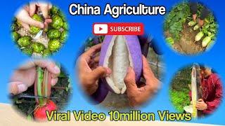 China Agriculture work | china agriculture shorts | Cropmanagement