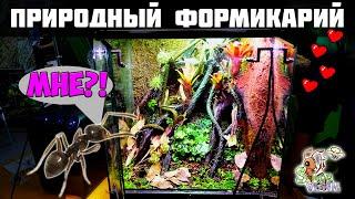 Большой природный формикарий ● Процесс создания с нуля