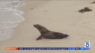 Sea lion pups return to Pacific Ocean after monthlong recovery