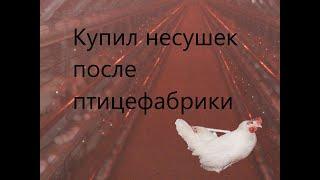 Купил кур несушек после птицефабрики. Часть 1.