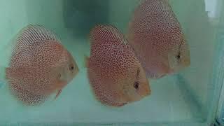 #Face spotted Eruptions# Discus#