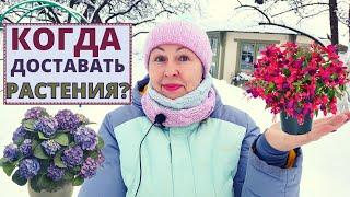 Когда доставать РАСТЕНИЯ их холодной зимовки в погребе?