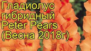 Гладиолус гибридный (Peter Pears). Краткий обзор, описание характеристик, где купить луковицы