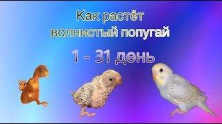 Как растёт птенец волнистого попугая от 1 до 31 дня.