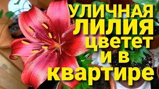 Лилия цветущая в квартире