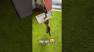 This Ferret's Response to Chores Will Make You Laugh! 