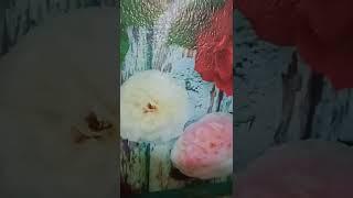 "Рапсодия в стиле Блюз".@ сл.и музФаины и Юрия Леминовых