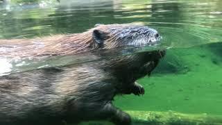 Papa Beaver explores habitat after second eye removed