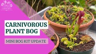 Carnivorous Plant Mini Bog Update