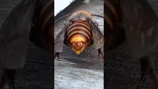 Giant Hornet Extends Stinger Front of Beehive