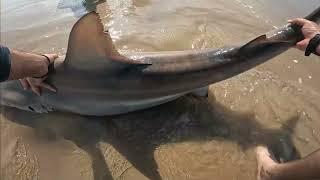 Shark fishing Padre Island National Seashore (PINS)