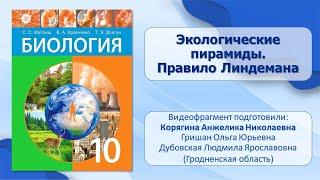 Тема 40. Экологические пирамиды. Правило Линдемана