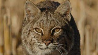 The Secret to Calling Bobcats! - Arizona Coyote Hunting