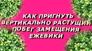 Как пригнуть вертикально растущий побег замещения ежевики