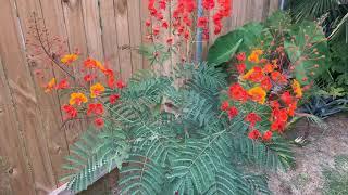 Pride of Barbados plant Central Texas exotic gardens