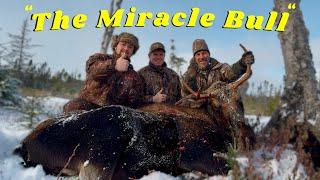 A Newfoundland Moose Hunting Journey - The Late Season “ Miracle Bull “ !