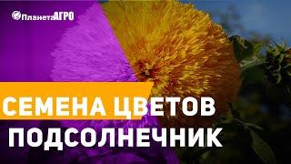  Семена цветов Подсолнечник ️ Подсолнух деоративный  Планета Агро