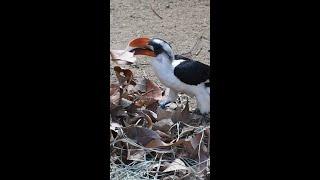 Loving Hornbill Builds Nest