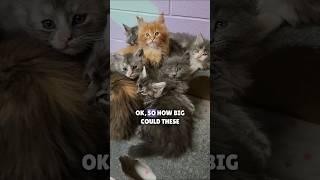 How Big Could These Maine Coon Kittens Get? 