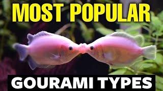 The Best Gourami Types (Care, Breeding & More)