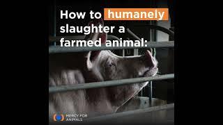 Humane Slaughter? 