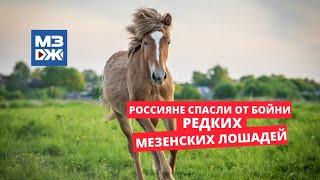 МЗЖ: Россияне спасли от бойни редких мезенских лошадей