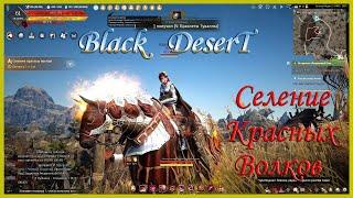 Black Desert. Еженедельное задание  "Уничтожение племени Кагумов ". Фарм и опыт. Класс Лан. НИП Рао.