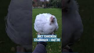 The most unique chicken in the world!!! NFT Chicken - Chubchick. Day 38 #nft #nfts #fyp #fun #funny