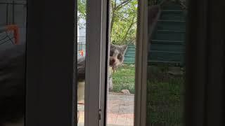 Intra sau nu cu soricelul in casa?? 