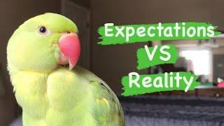 Expectations of owning a Indian Ringneck Parrot VS Reality