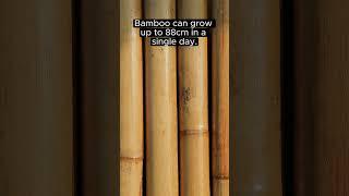 Bamboo can grow up to 88 cm in a single day.