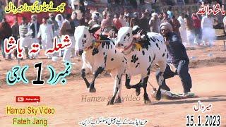 Merwal Jalsa | 15.1.2023 | Bull Race | Hamza Sky video