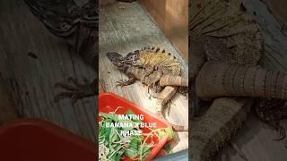 Mating Banana X Blue Phase #mating #iguana #banana #ctenosaura #bluephase #breeding #reptile