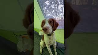 Ultralight camping with my dog! #dog #camping #ultralight #UL #hiking #camp #outdoors
