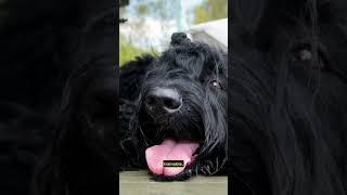 Dog breeds: Black Russian Terrier #shorts #pets #dogs #dogbreeds #doglover #blackrussianterrier