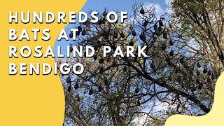 HUNDREDS OF BATS AT ROSALIND PARK BENDIGO VICTORIA AUSTRALIA| FILIPINO IN AUSTRALIA |tobringtogether