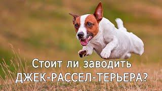 ДЖЕК-РАССЕЛ-ТЕРЬЕР. Плюсы и минусы породы JACK RUSSELL TERRIER