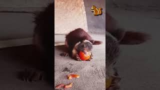 Indian giant squirrel || big squirrel || red squirrel || forest animals tribal leaving style