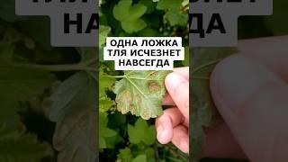 Всего одна ложка и тля с муравьями исчезнет навсегда из сада #огород #сад #дача #урожай